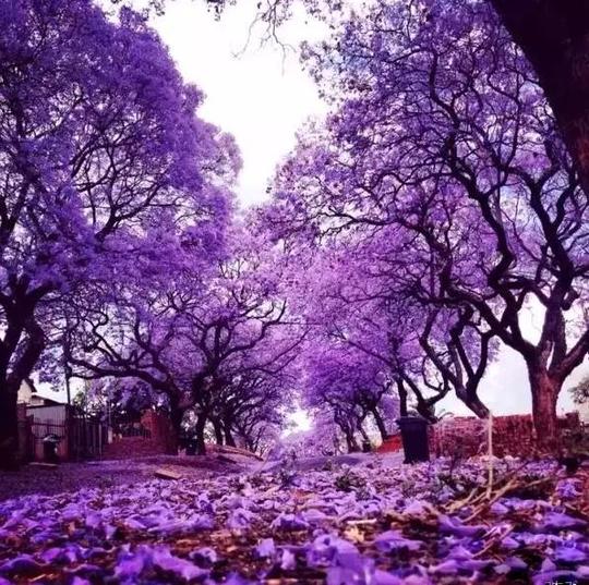 城市都种植了一种名为"蓝花楹"(jacaranda)的树,因为花朵是蓝紫色的