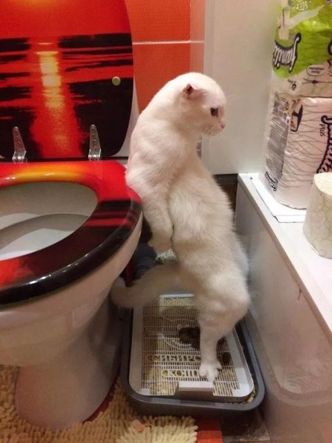 男宝宝不愿意站着小便怎么办