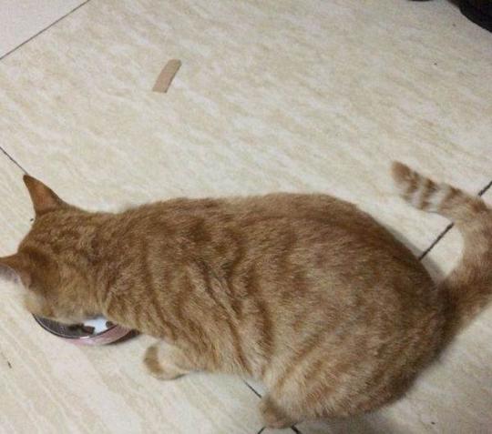 出售成年猫咪