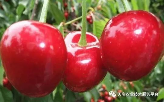 大樱桃巧过三关多挣钱!