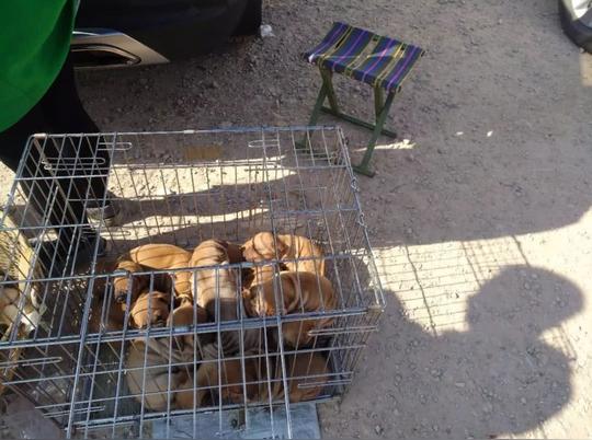 商贩出售沙皮犬幼犬,因犬种冷门生意不太好