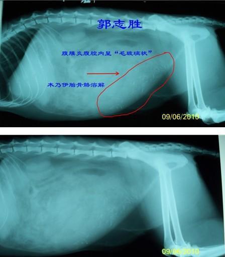 子宫破裂还会怀孕吗