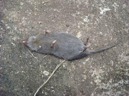 农村老汉打死了一窝老鼠,让亲娃遭罪后生意倒闭,儿媳