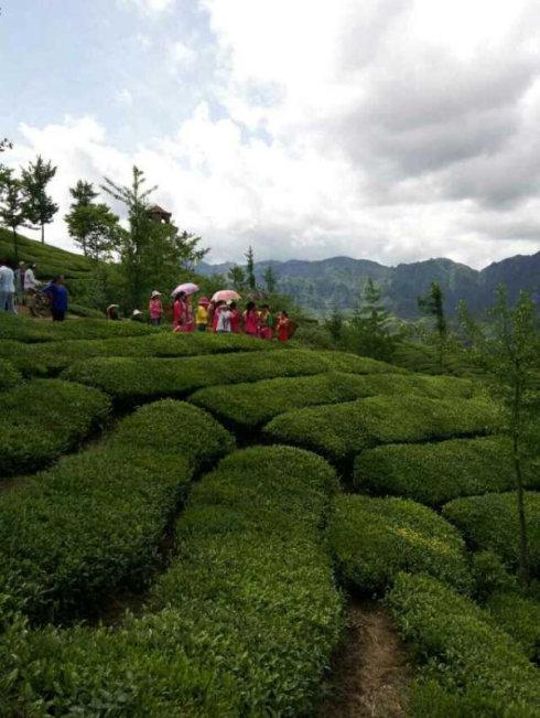 中央电视台在华莱万亩茶园的拍摄现场