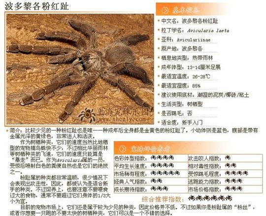 捕鸟蛛图鉴