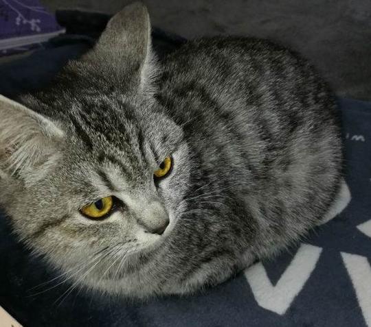 成年美短虎斑猫