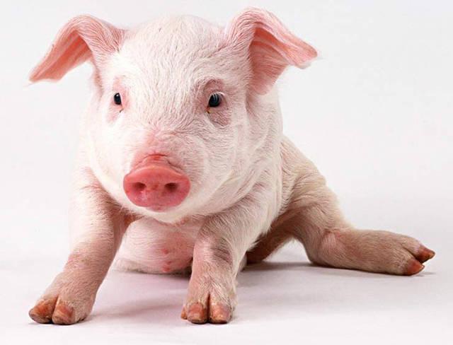 怀孕能治好的病