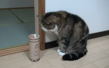 壁纸动物狗狗狗猫猫咪小猫桌面430_272gif动态图动图