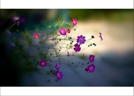 路边的野花就是香!【绝色美图】