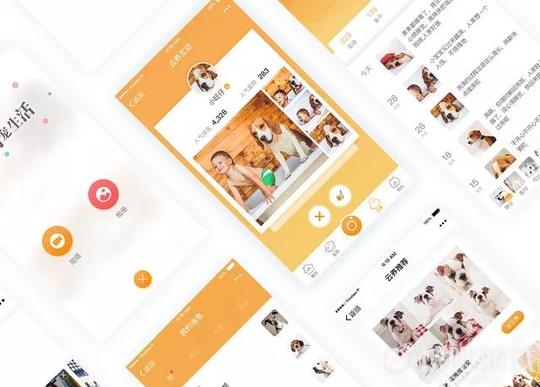 云吸猫还能躺着赚钱宠物小程序或成创业新方向