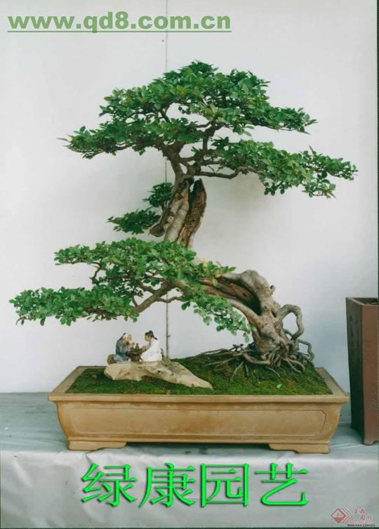 下沙花木出租,下沙盆景销售,下沙办公室植物租摆