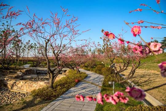 更有奇妙双色梅一棵梅树上开出红白两种颜色梅花