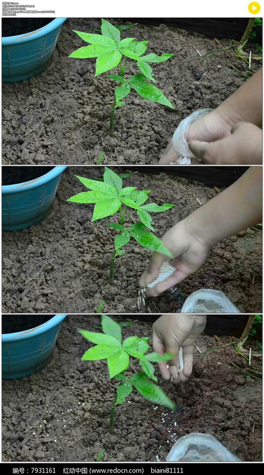 给植物幼苗施肥实拍视频素材