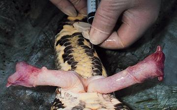 单身狗日常撸表情搞笑图