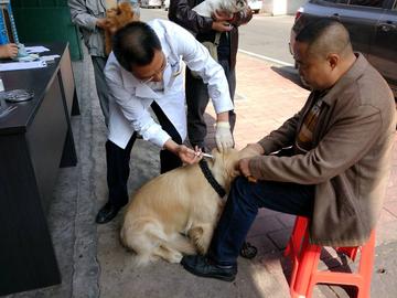 合肥狗狗打疫苗在哪打相关长尾关键词有哪些