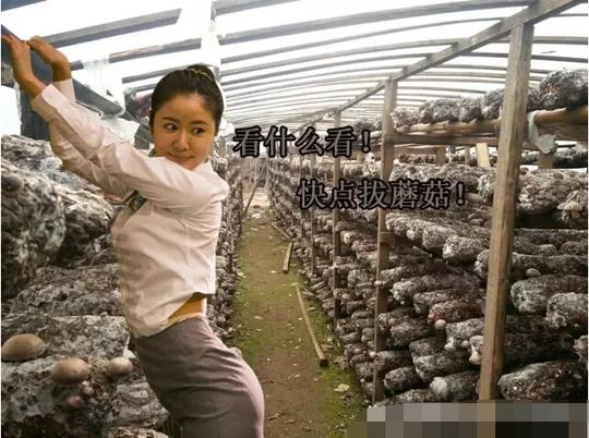 香菇种植大棚图片
