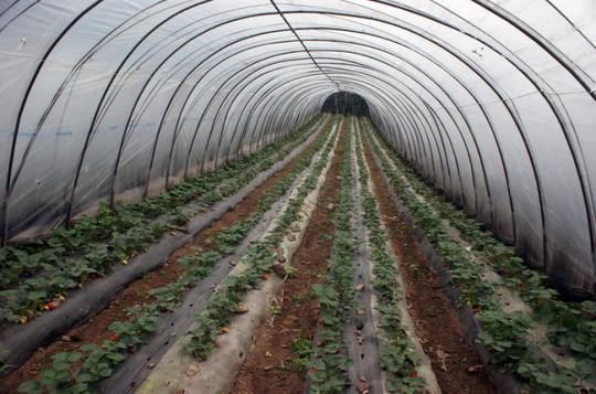 创业青年吉学勇种植的草莓熟了