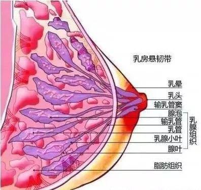 喂奶涨奶有硬块怎么办