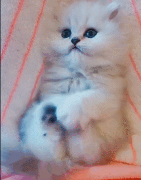 壁纸动物猫猫咪小猫桌面283_363竖版竖屏手机gif动态图动