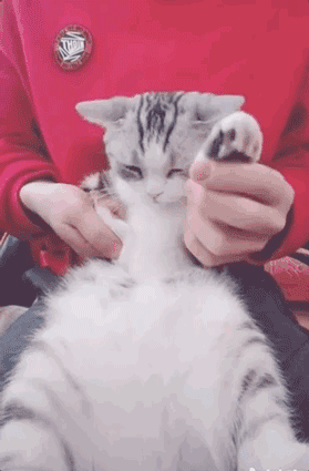 壁纸动物猫猫咪小猫桌面279_425竖版竖屏手机gif动态图动