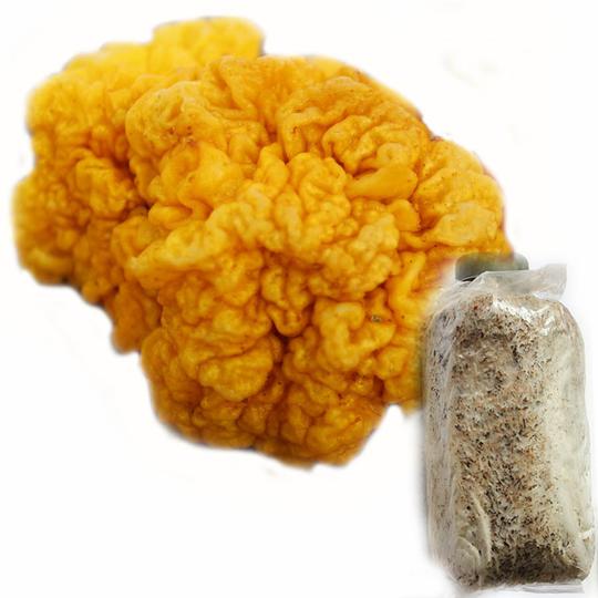食用菌新品种金耳生产种脑耳三级菌种买菌种送技术创业好项目