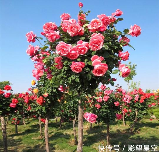 打工不如创业小伙回农村种植名贵花卉年入十