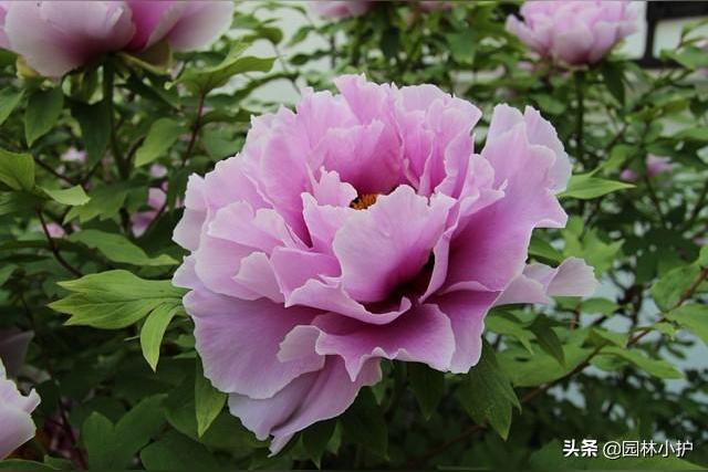 女生说自己牡丹花什么意思？