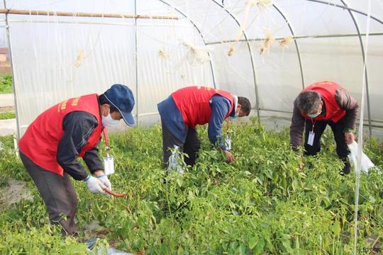 韩公渡:爱心志愿者齐上阵,16吨鲜蔬助力高新区企业复工