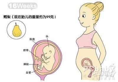 怀孕三个月胎儿大小和发育是什么情况