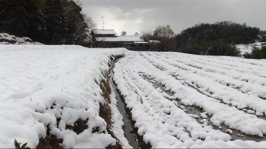高清实拍素材_下雪农村风光_1920x1080_高清视频素材