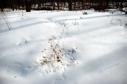 雪地露营(3)