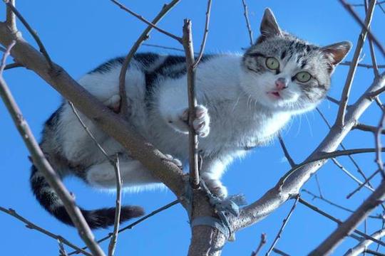 农村家畜的记忆力，老话说“猫记千，狗记万，母鸡只记二里半”