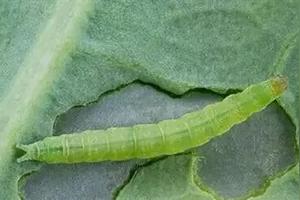 挂青虫正确方法 爱游钓鱼网