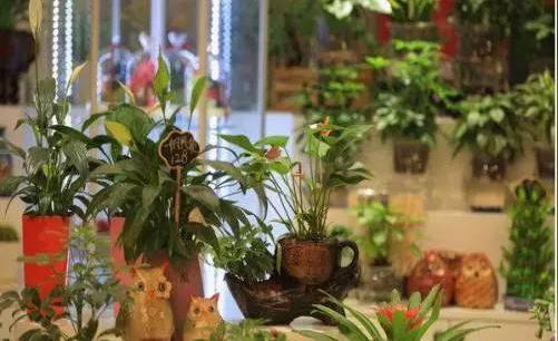 财经正文04适合农村的投资项目四盆栽租赁店赚钱不少随着人们