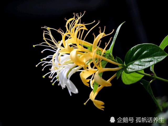 孩子上火咽喉肿痛怎么办