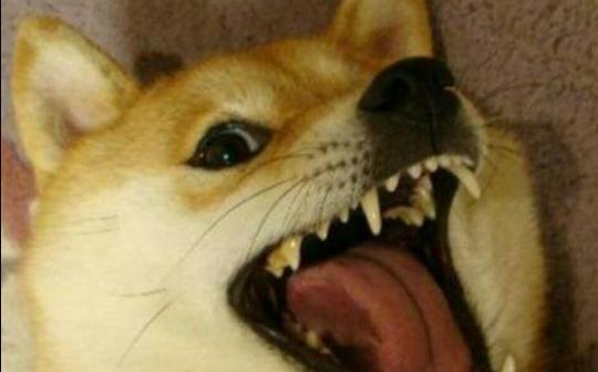 猫鼠兔犬海草舞用或其他应用扫描二维码点赞qq空间抖音视频里抖