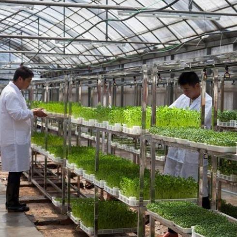 芽苗人家芽苗菜工坊