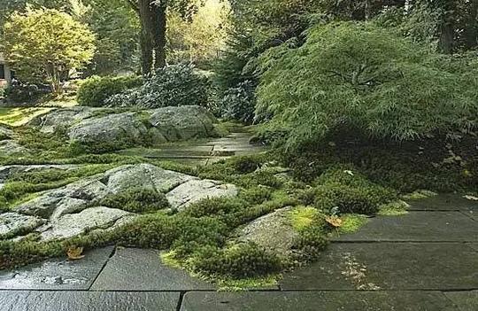 看够了禅意,来看看自然风苔藓庭院
