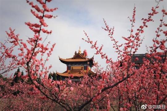 推荐无锡一处免费冷门赏花景点——江阴泽枯禅寺