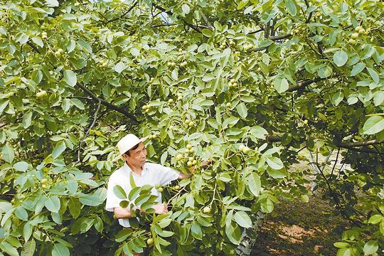 广元油茶-广元市朝天区大力发展核桃产业,帮助农民增收致富,让核桃树成为"