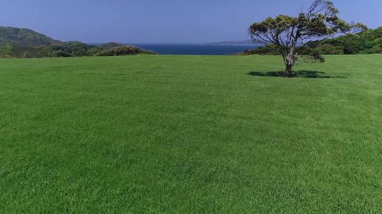 4k青草草原一棵树大树_3840x2160_高清视频素材下载