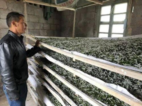 投入200元一年产值近3万,丘北新寨农户种桑养蚕要得嘛