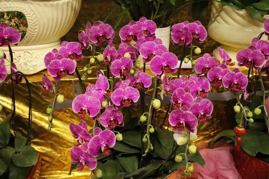 艳丽的蝴蝶兰南村花市springfestivalflowershow大学生创业卖花