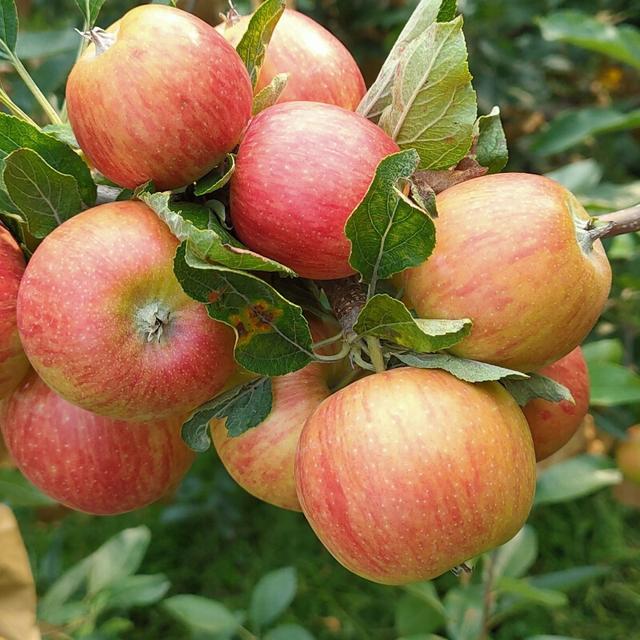 孕期出行旅游注意事项