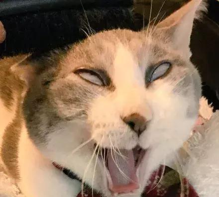 网友给猫咪梳毛,但是猫咪的毛有点紧,梳着梳着就变成了表情包!