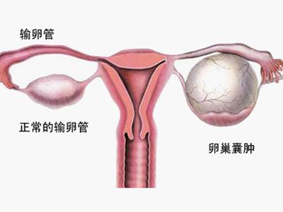 胚胎移植到子宫后在干什么