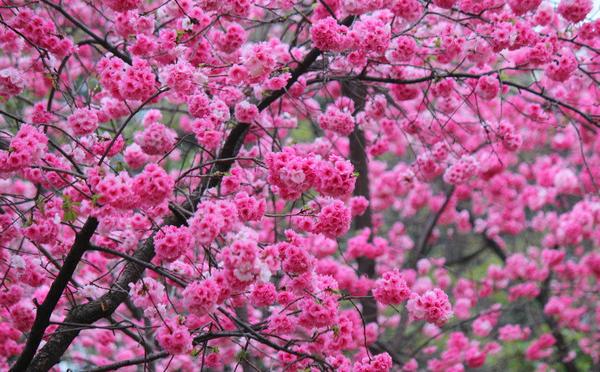 周末踏青赏樱花的优美句子,七树樱花带给你最美的春天，七句话语感动整个人生，这个季节值了