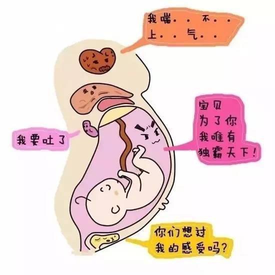 孕期须知怀孕小知识