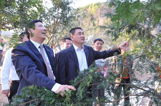 "种树大王"沈建斌创业成功后回乡带领村民走上致富路
