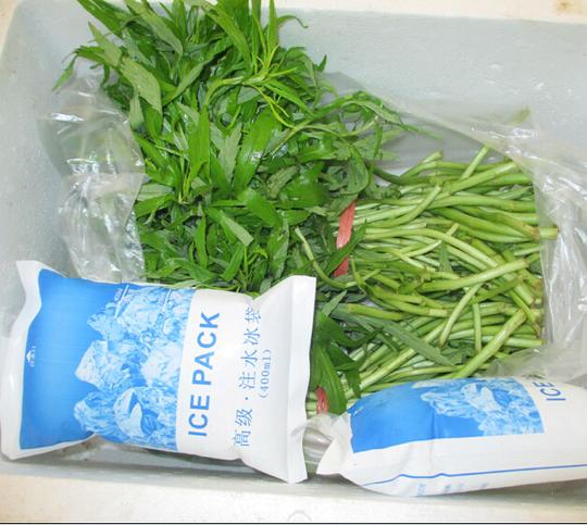 洪湖新鲜泥蒿芦蒿蓠蒿蒿苔蔬菜三斤净蒿冷链运输